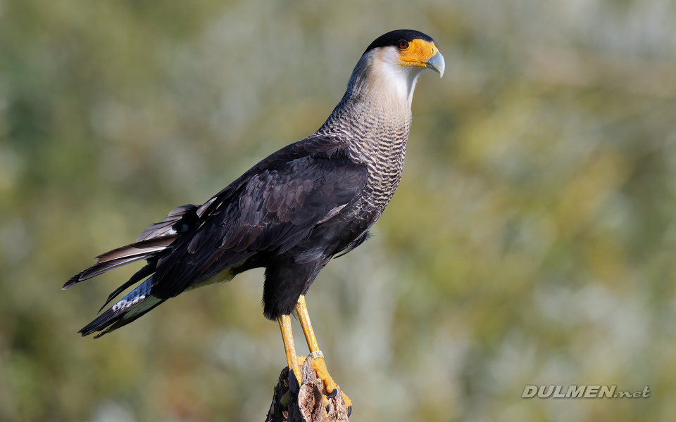 01 Crested caracara (Caracara plancus)